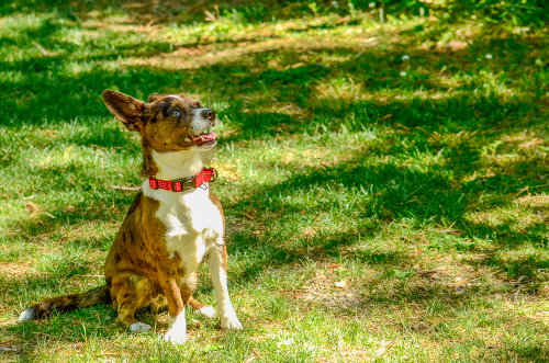 Waylon photo 3