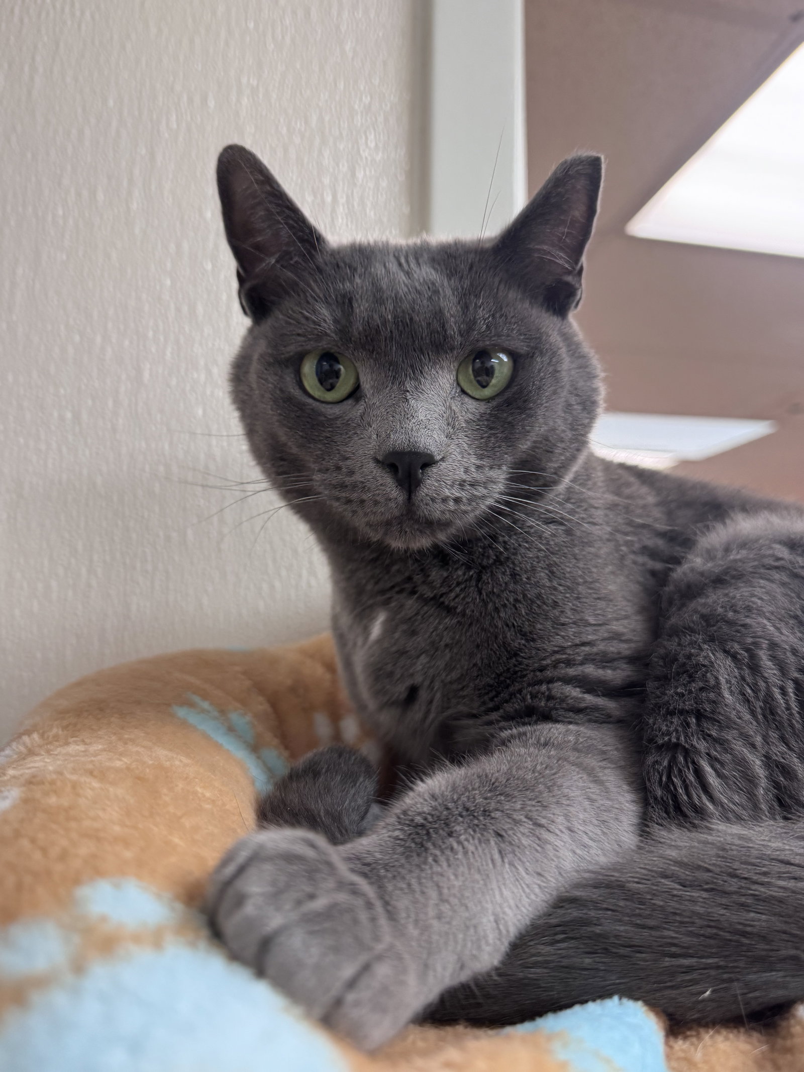 Colt *Bonded Pair*, photo 3