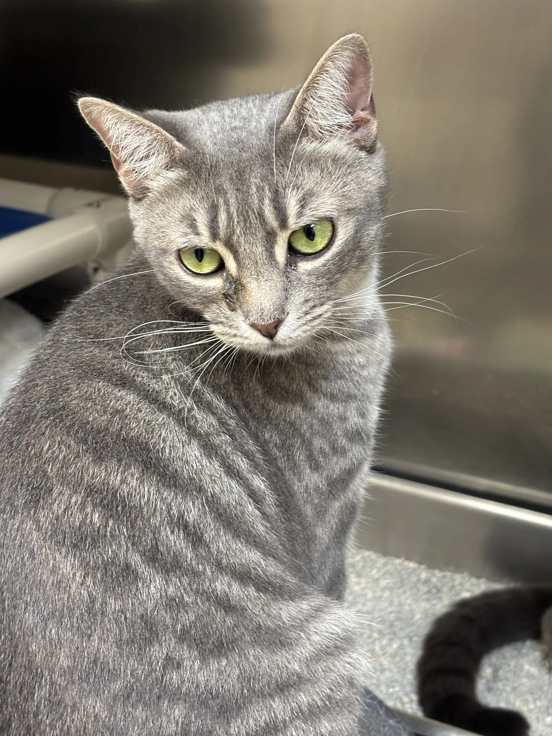 Partridge - Domestic Short Hair