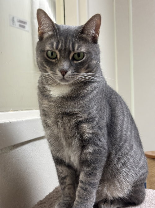Partridge, a cat for adoption from Jersey Shore Animal Center