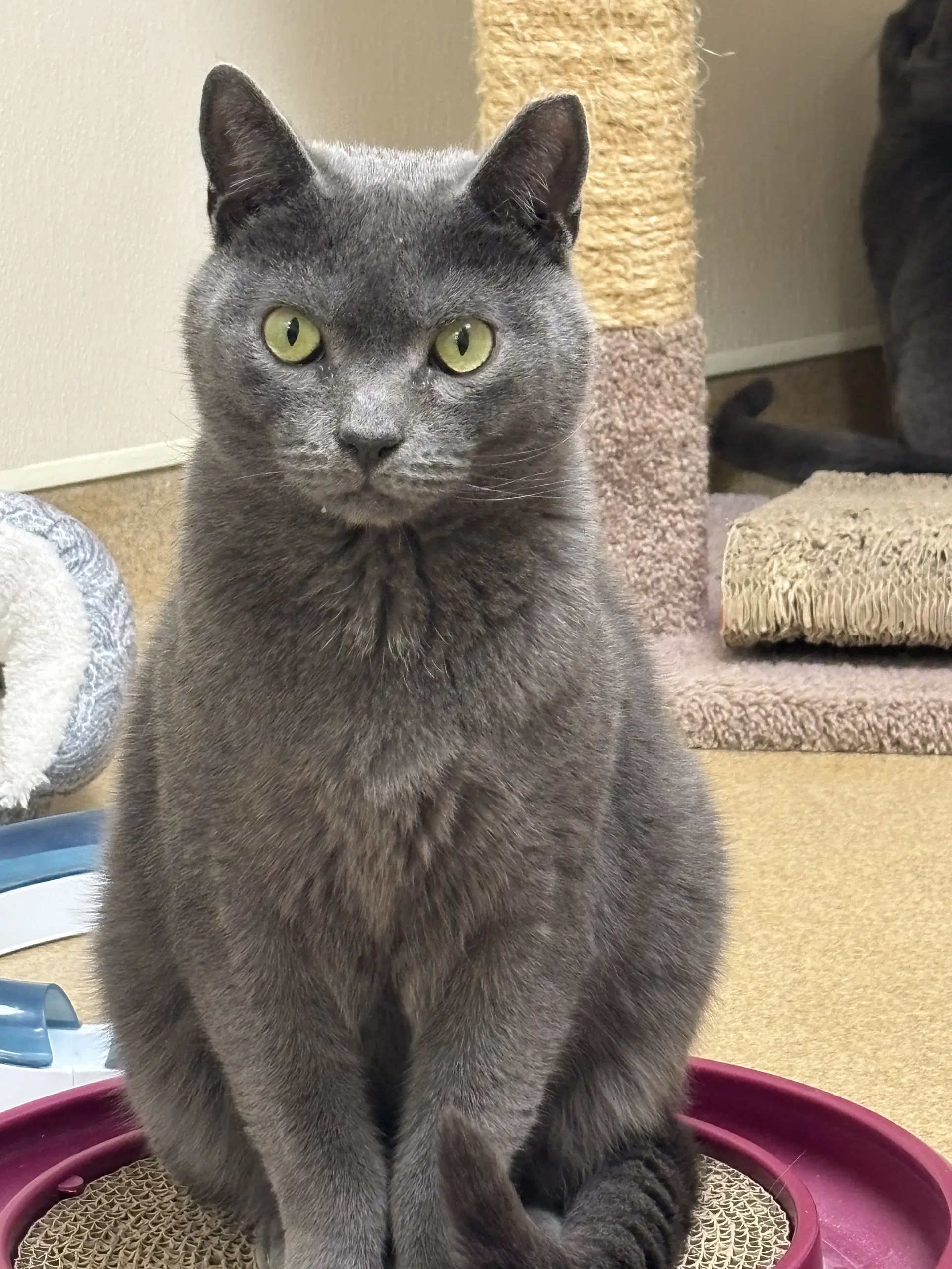 Turnip - Domestic Short Hair