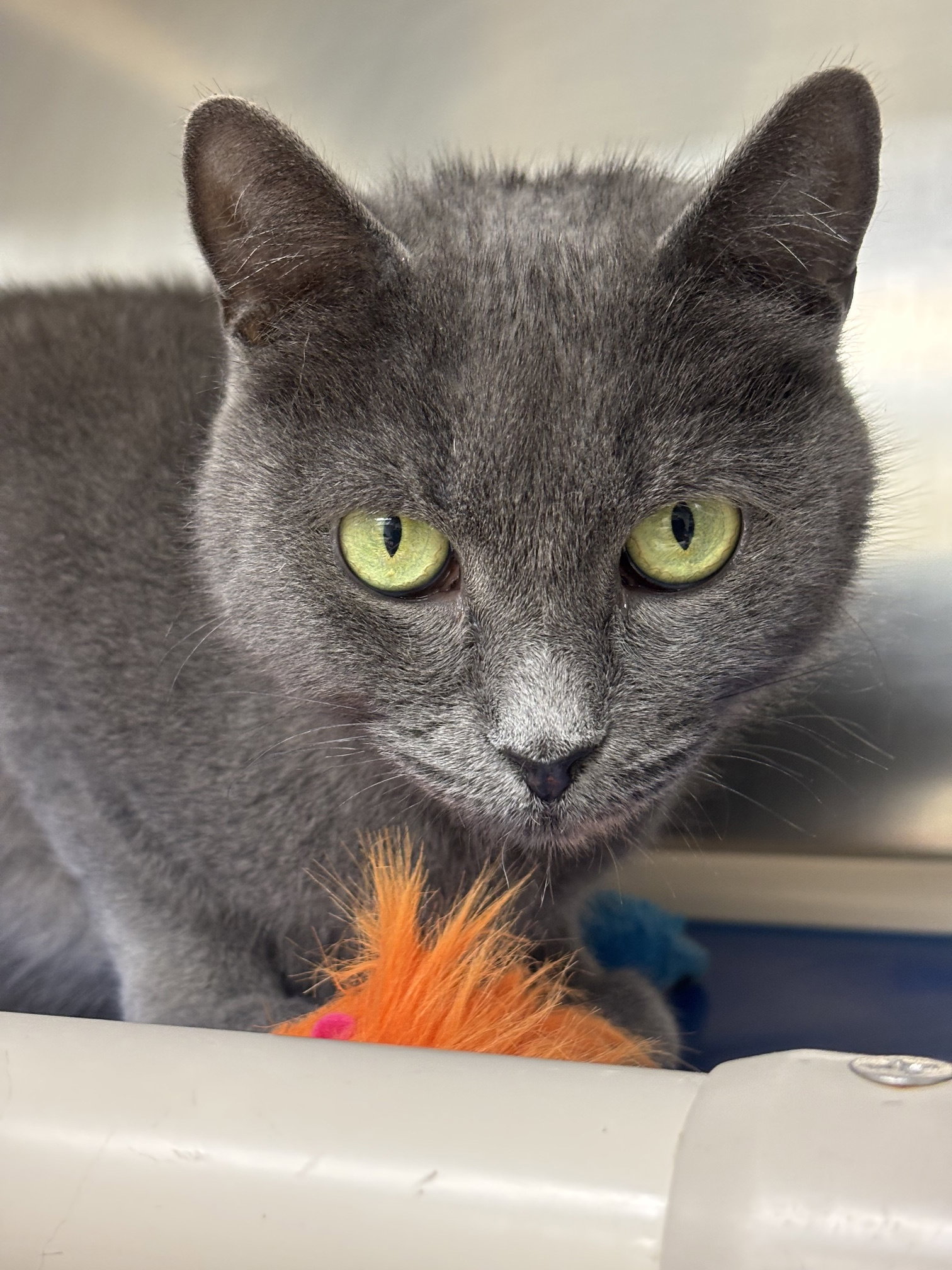 Dove, cat