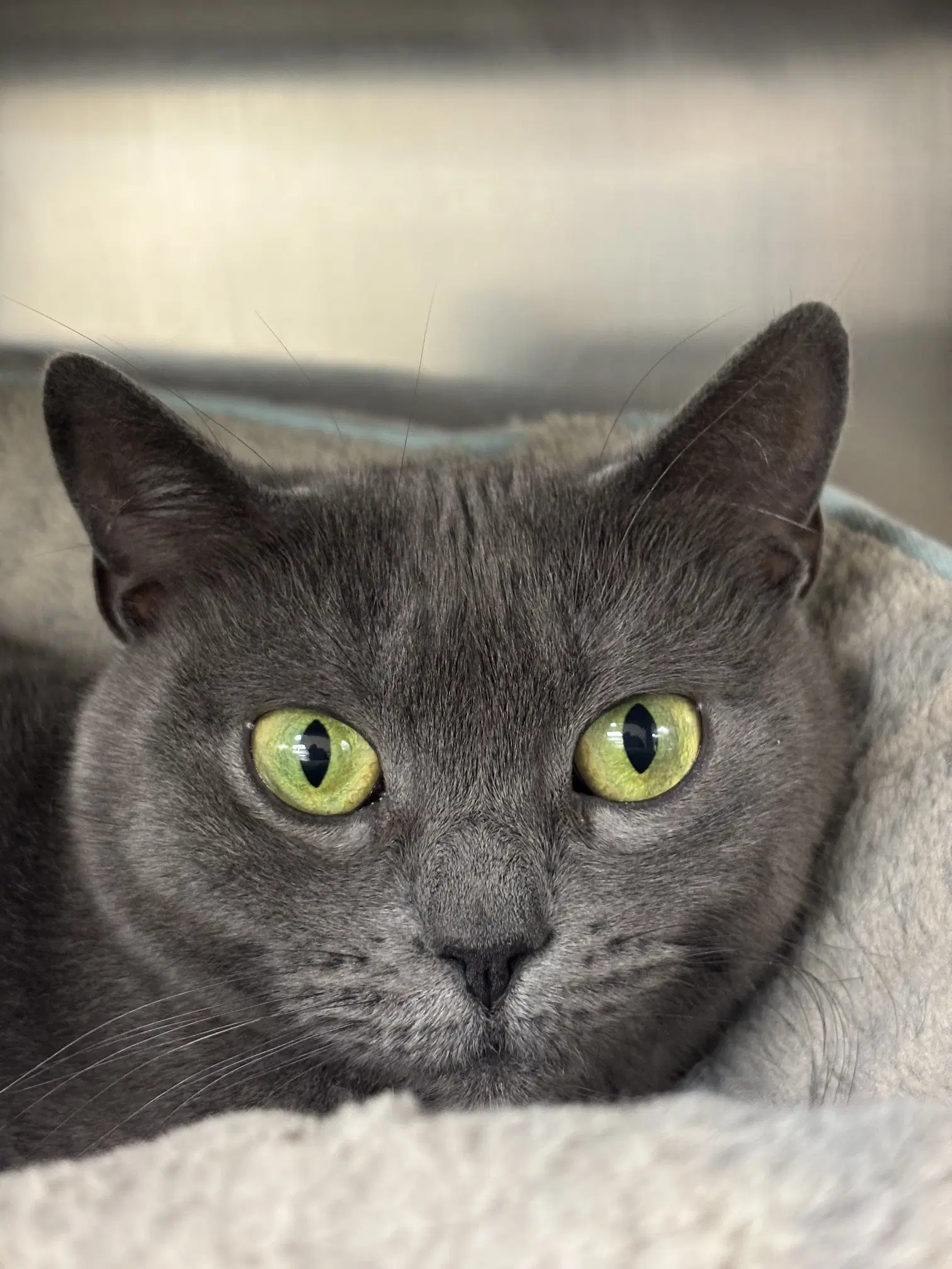 Titi - Domestic Short Hair