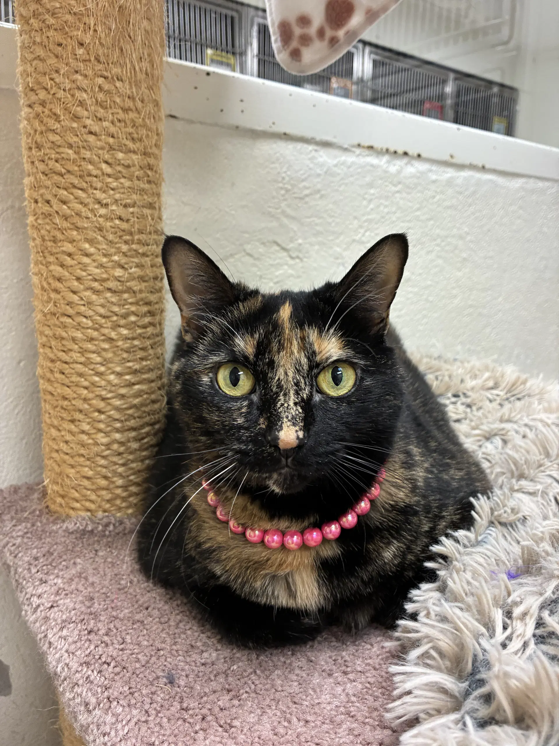 Pinky - Domestic Short Hair