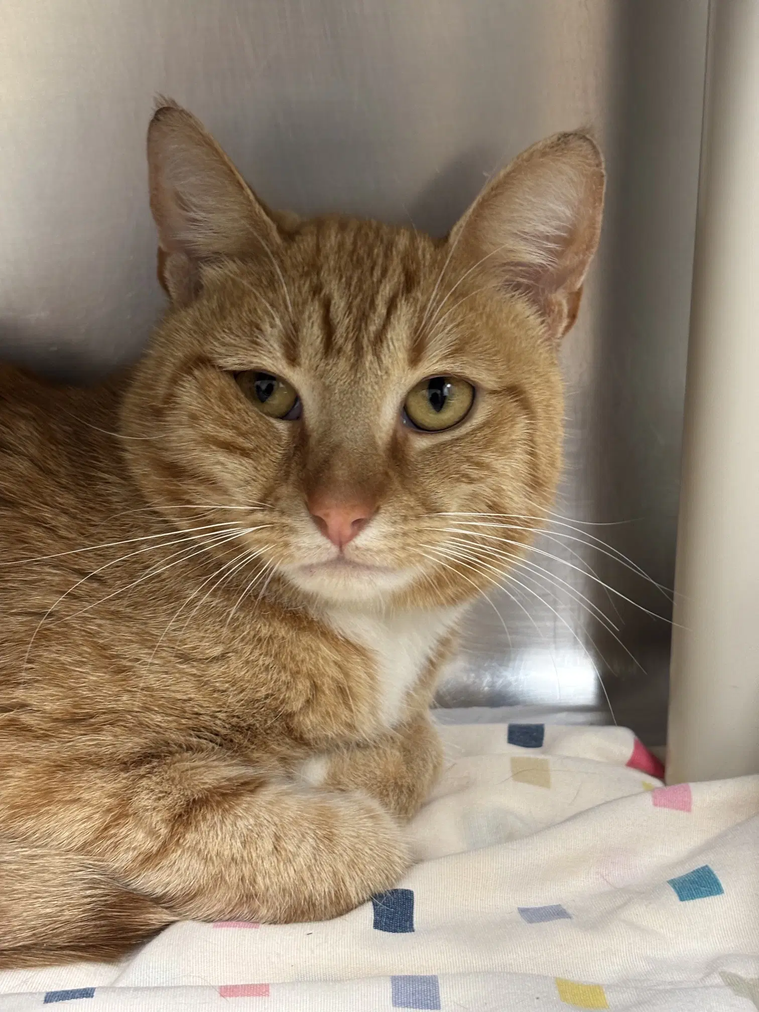 Hunter - Domestic Short Hair