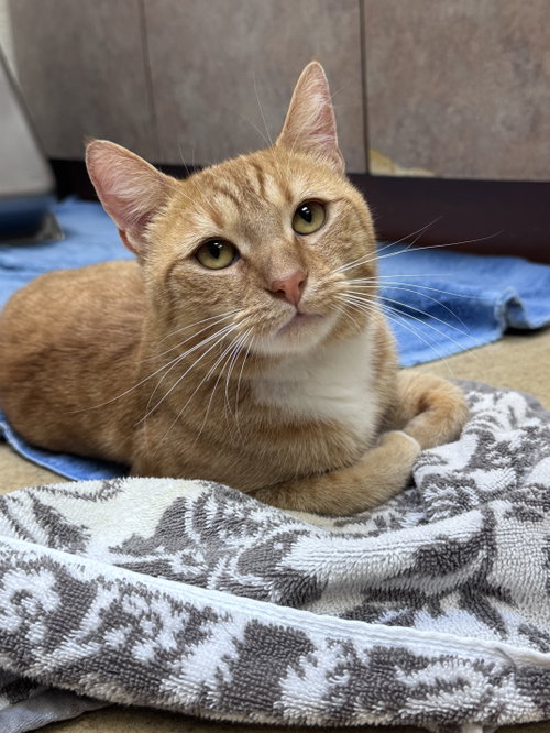 picture of the cat needing adoption