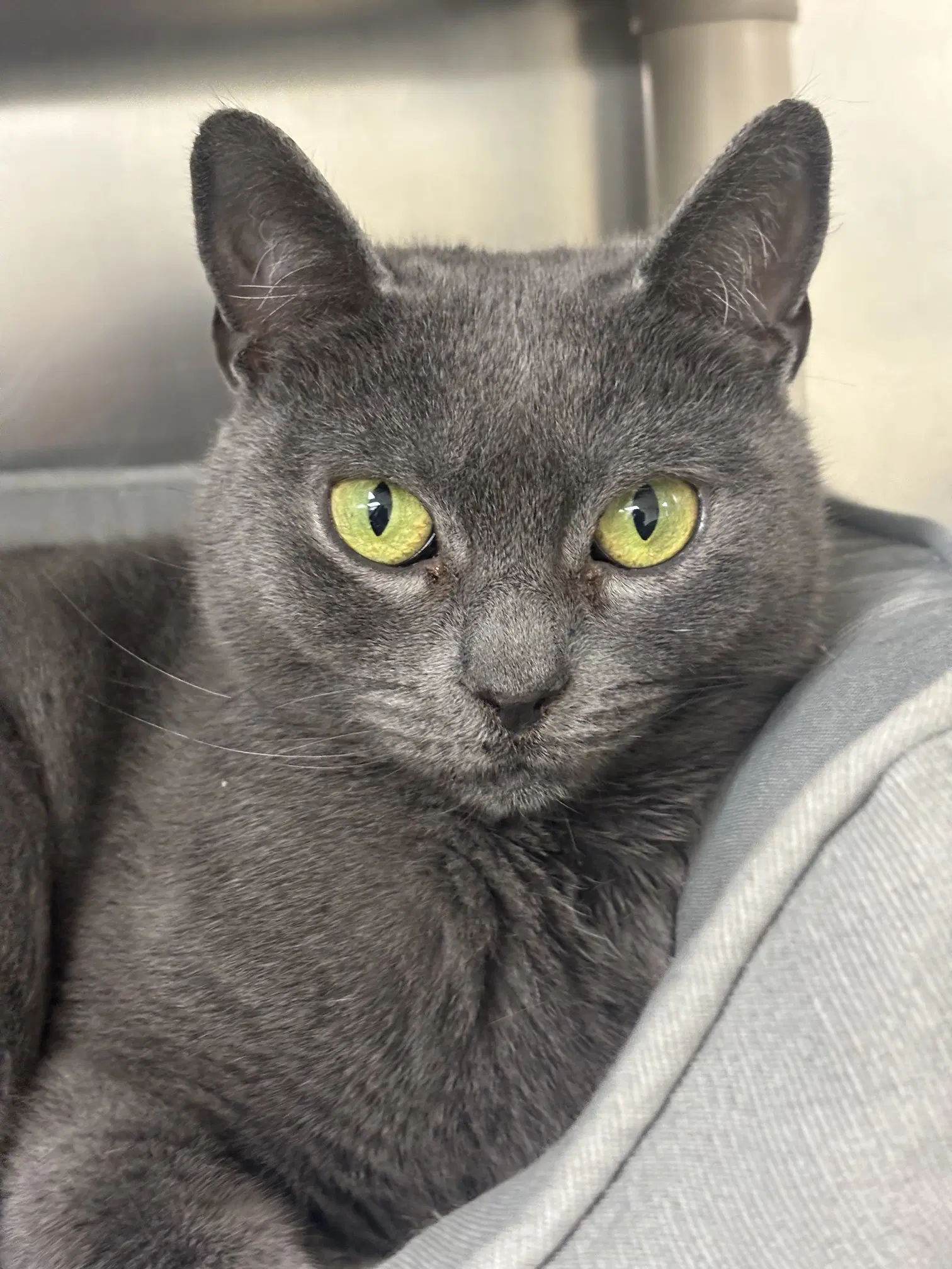 Phoebe - Domestic Short Hair