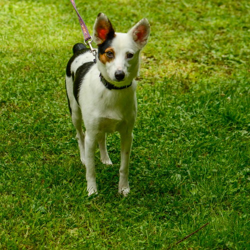Suzie photo 4