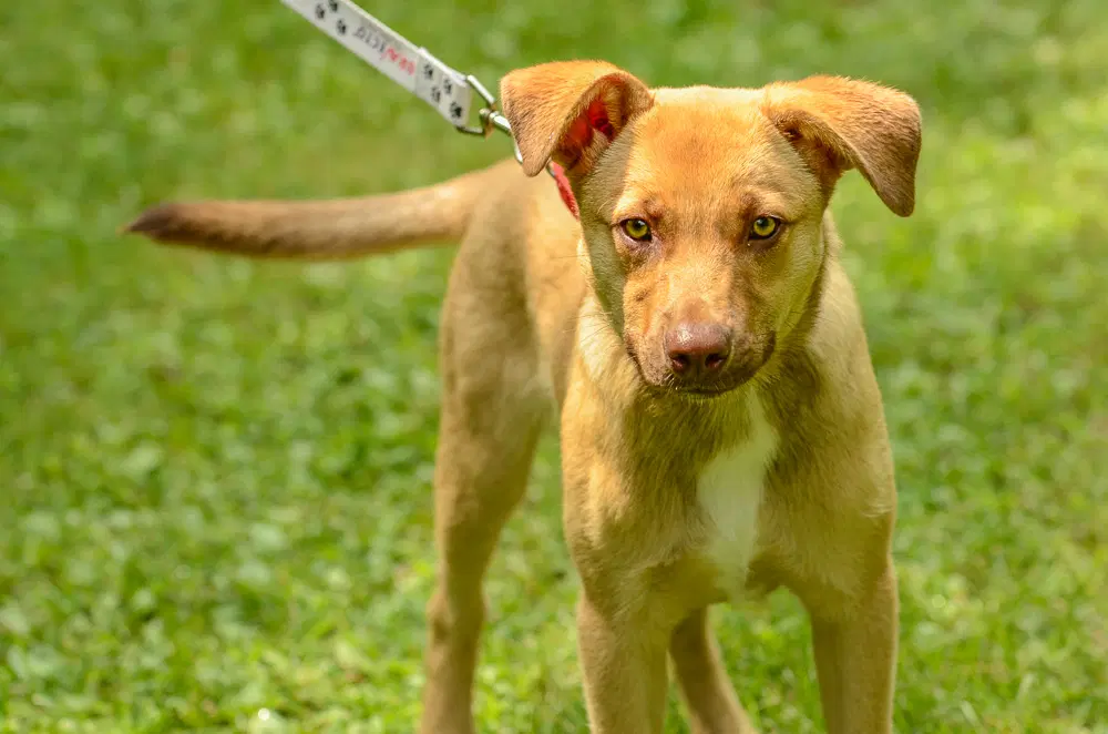 Scrappy Doo - Labrador Retriever