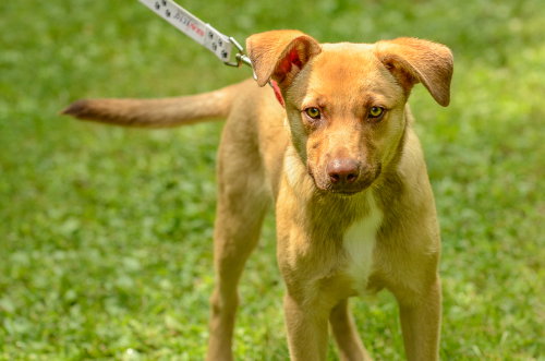 Scrappy Doo