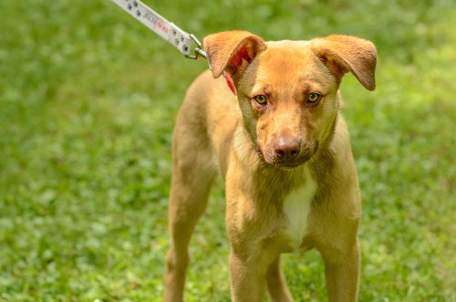 Scrappy Doo photo 2
