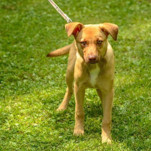Scrappy Doo photo 3