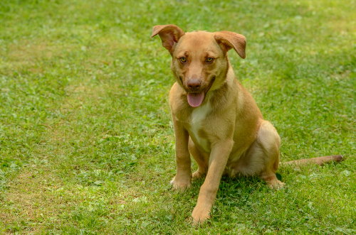 Scrappy Doo photo 4