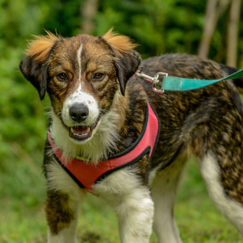 Safron