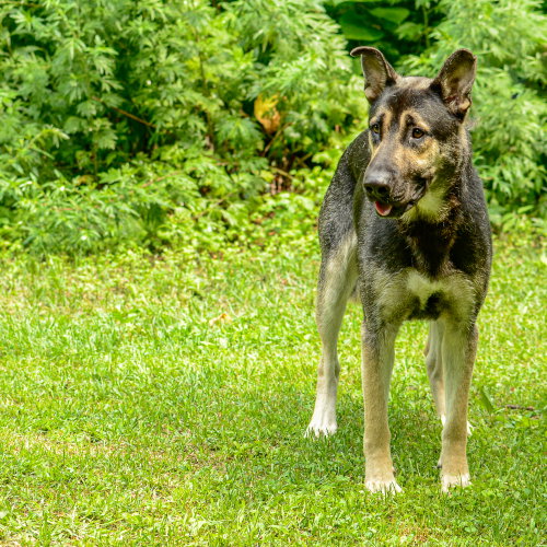 Mufasa photo 3