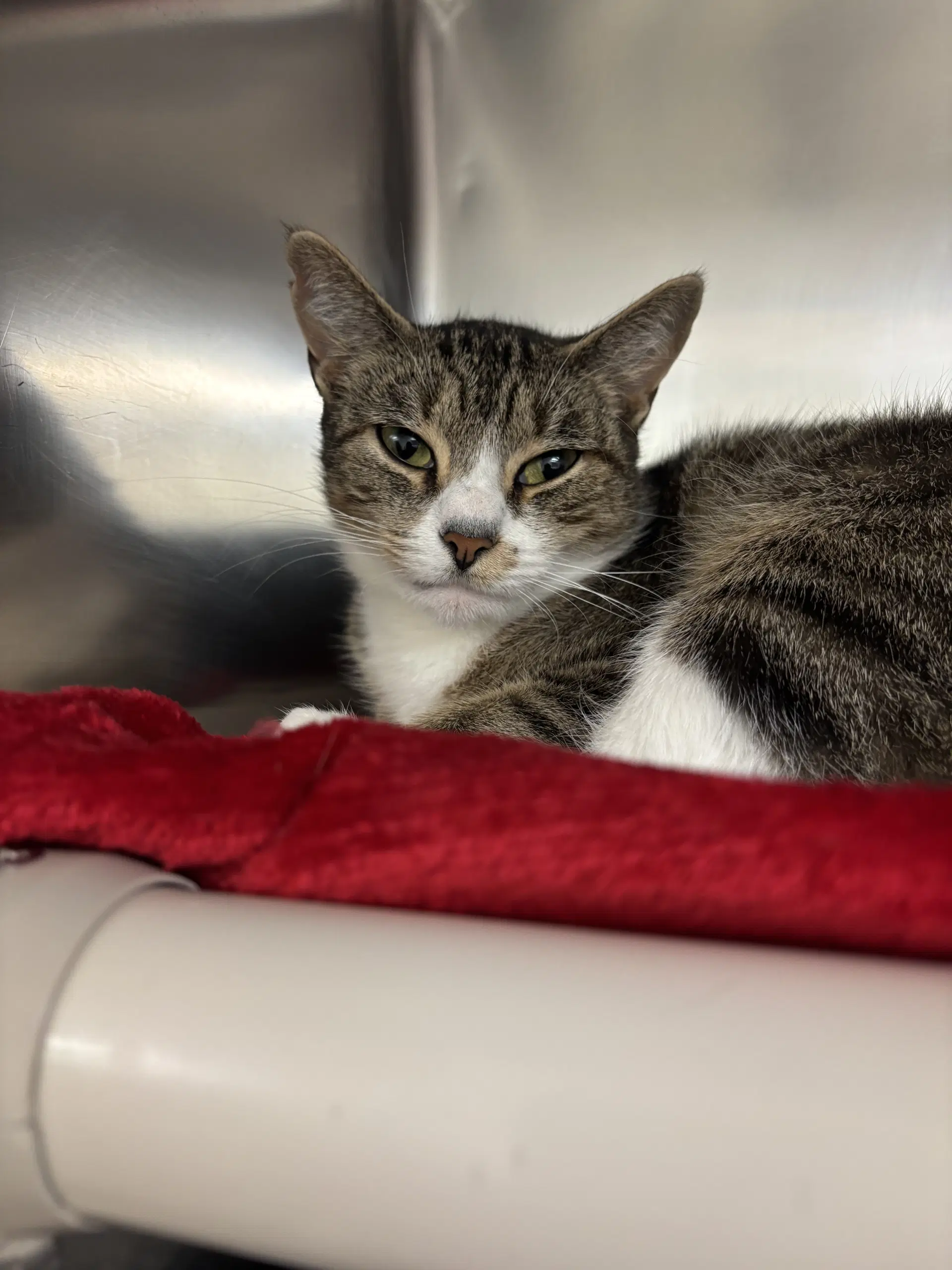 Toast - Domestic Short Hair