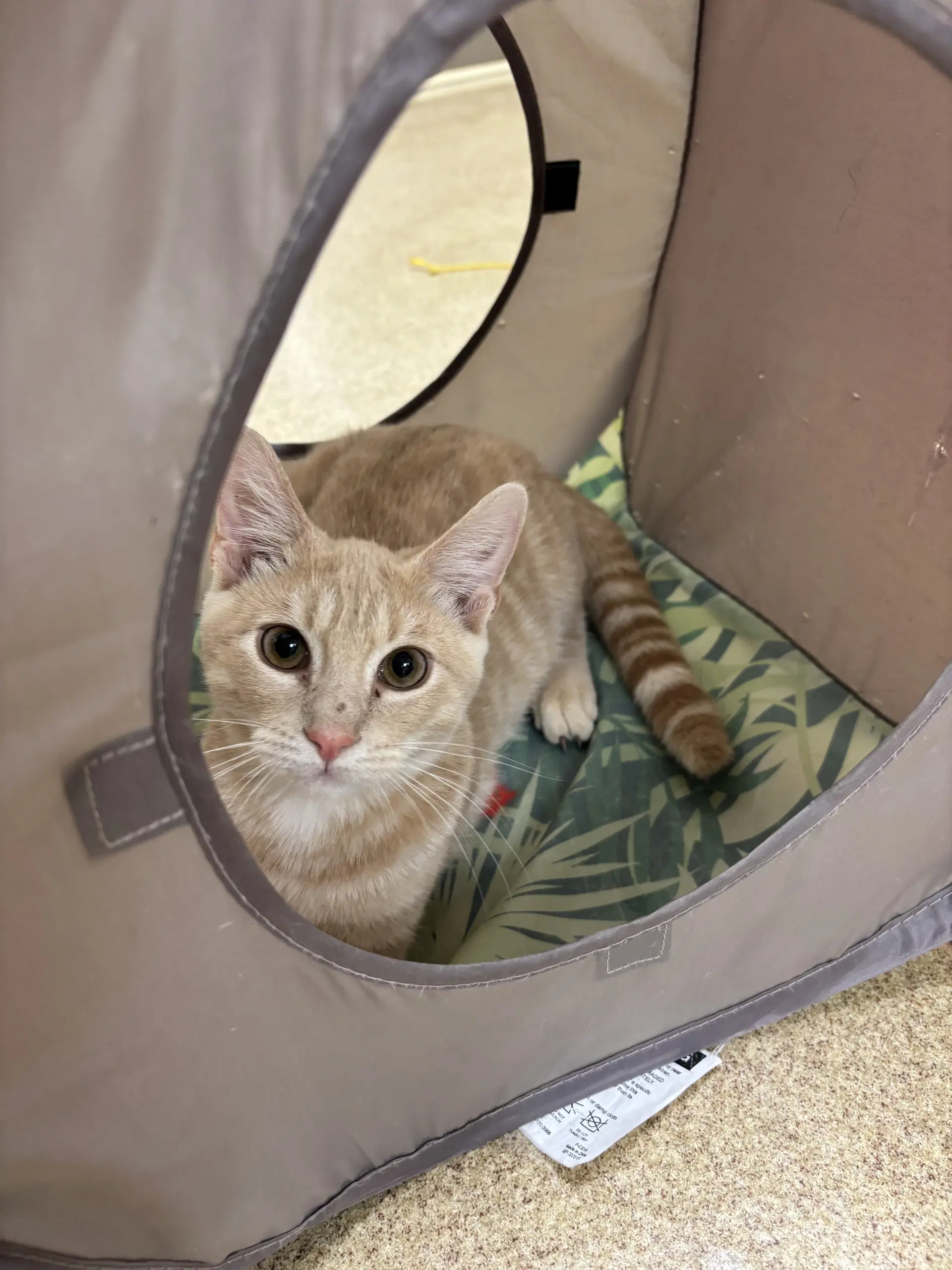 Peaches - Bonded Pair - Domestic Short Hair