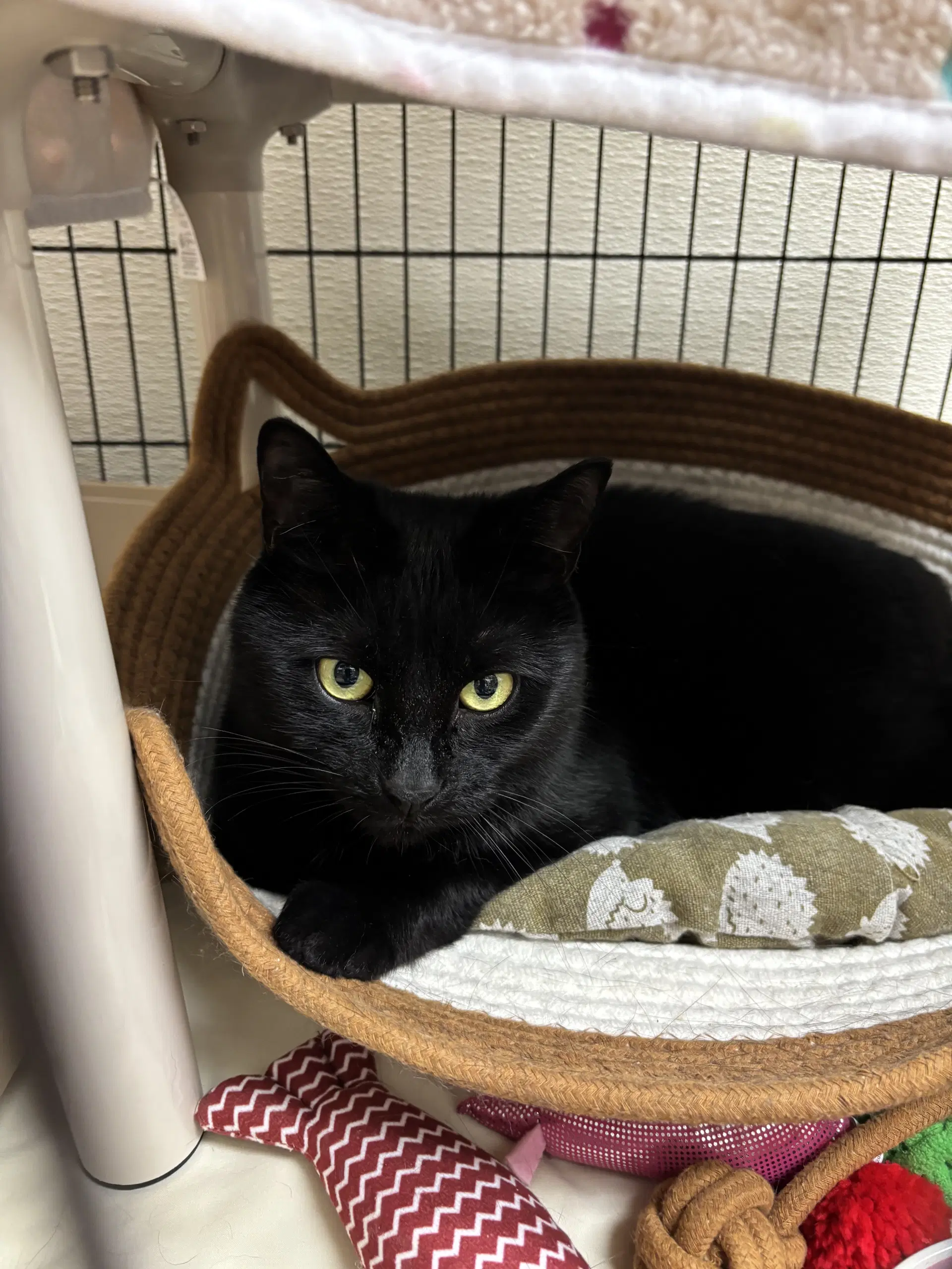 Minnie - Domestic Short Hair