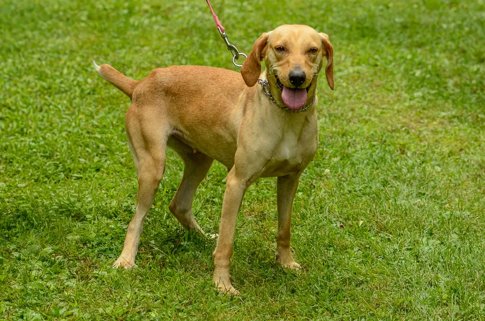 Freya - Hound