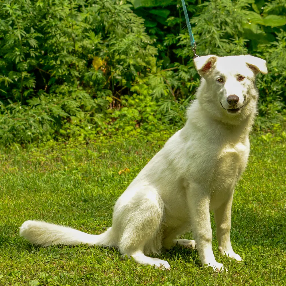 Treasure - Shepherd