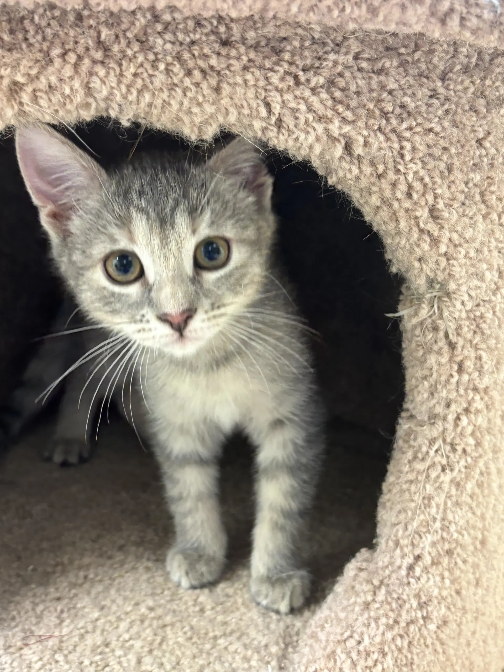 Betty - Domestic Short Hair