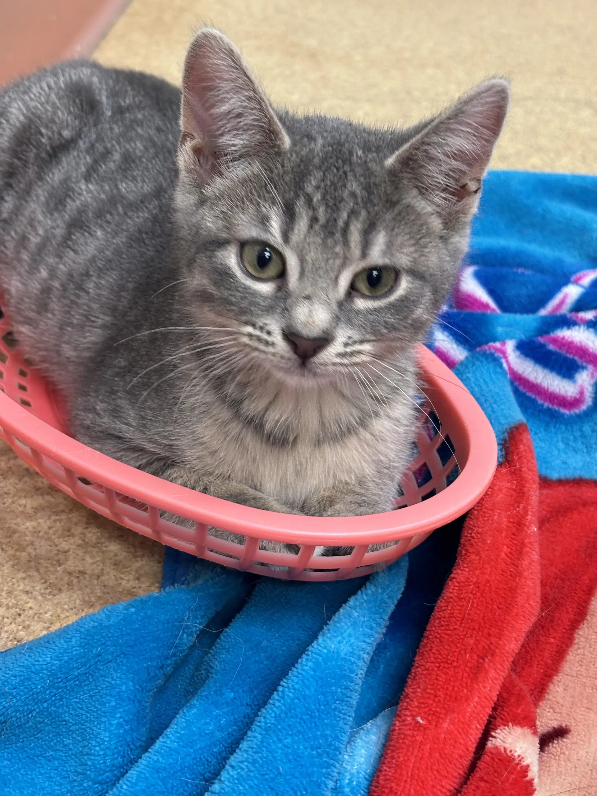 Bobby - Domestic Short Hair