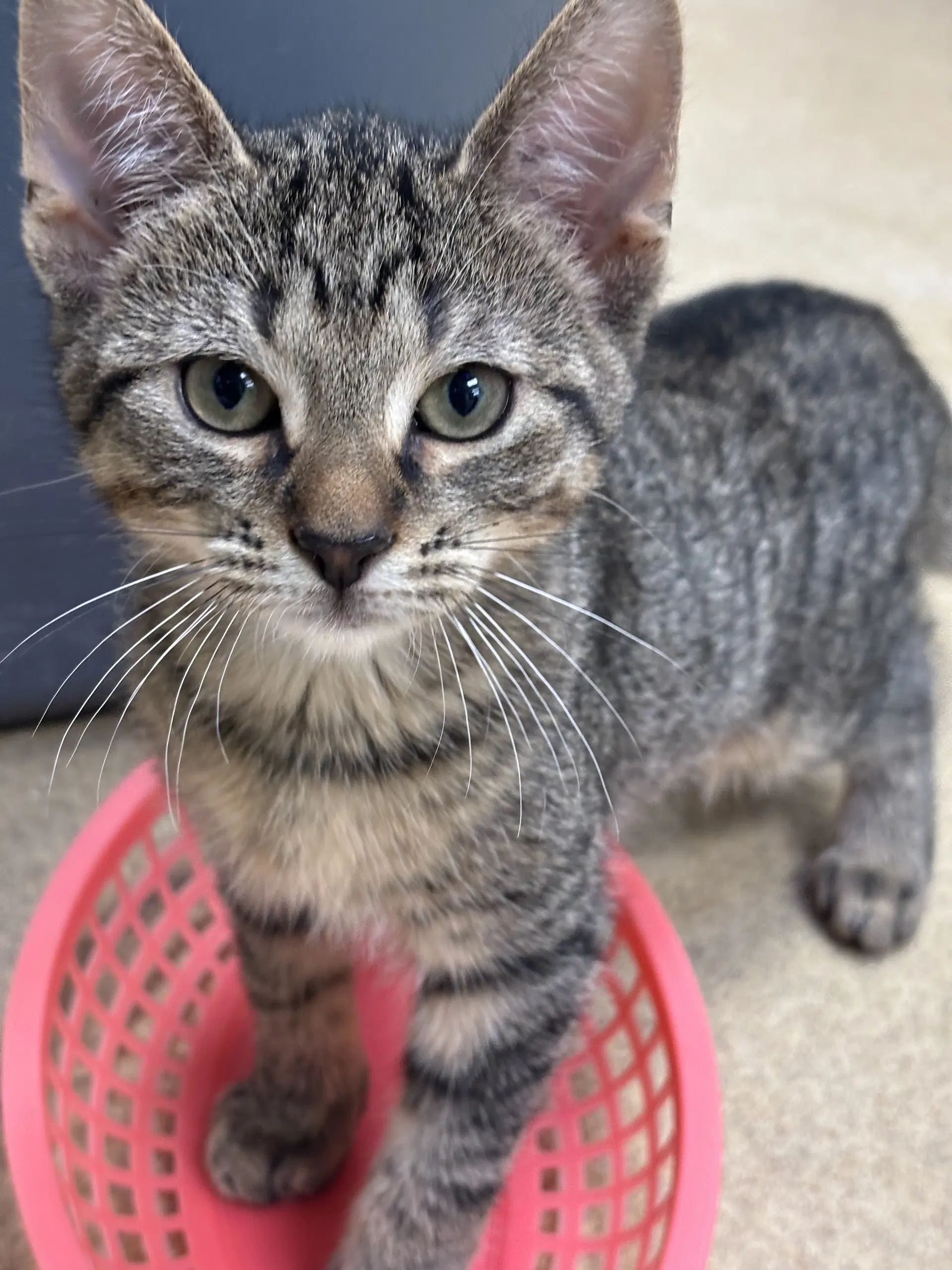 Broc - Domestic Short Hair