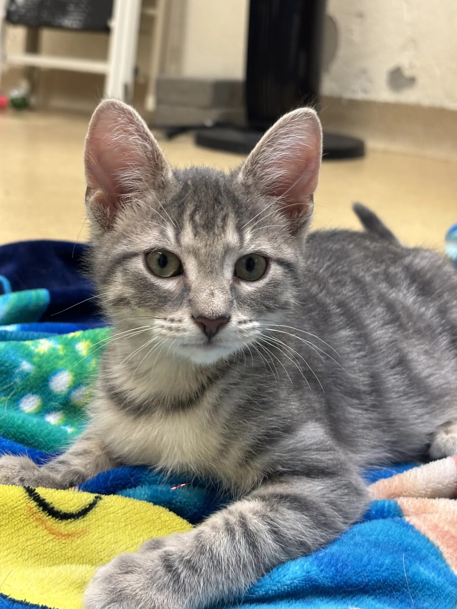 Randy - Domestic Short Hair