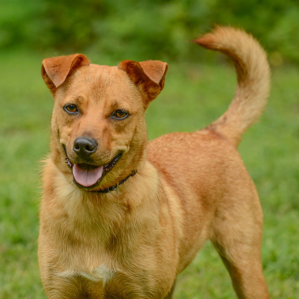 Troop, dog — photo 1 of 4