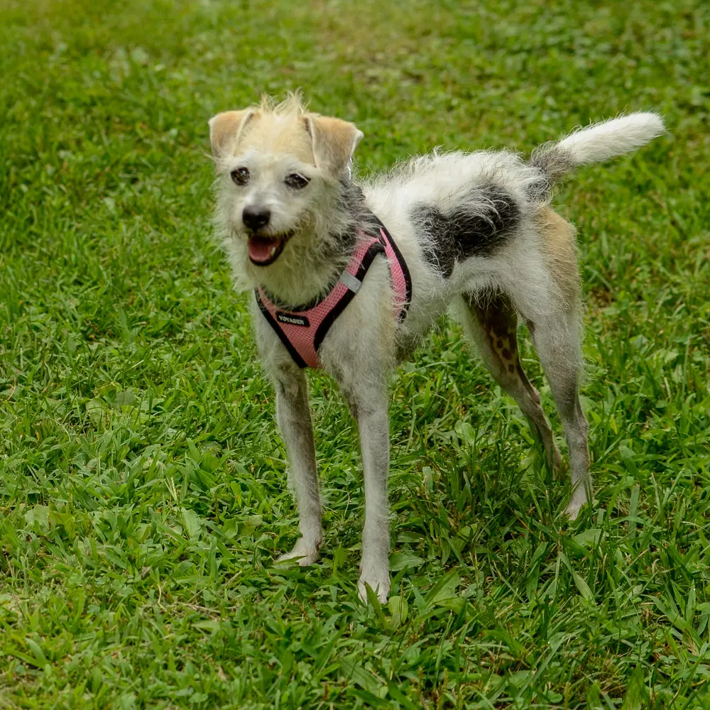 Lucy image 2