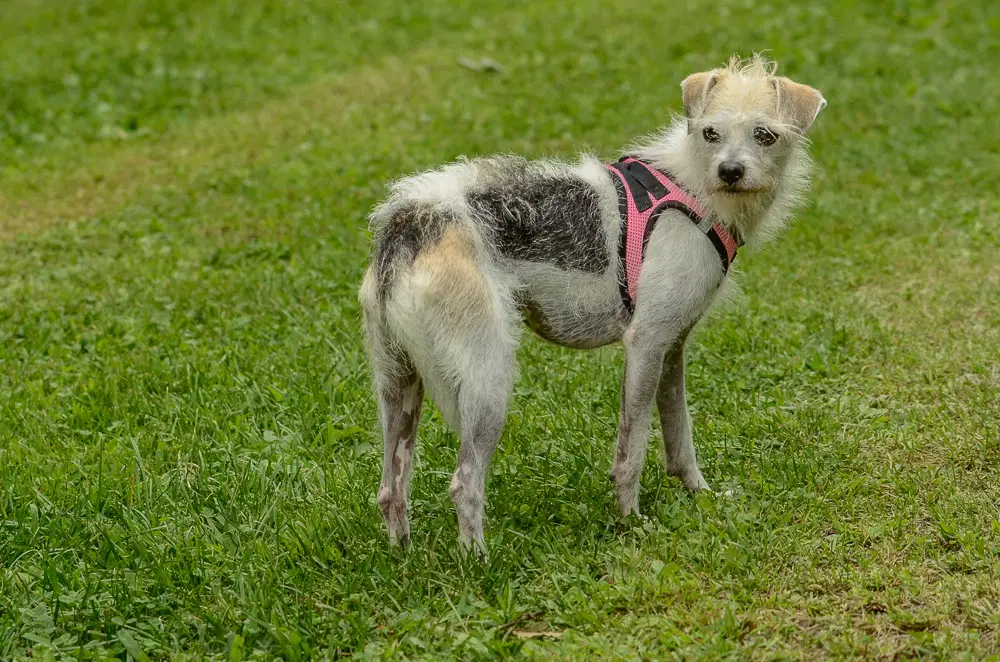 Lucy image 4