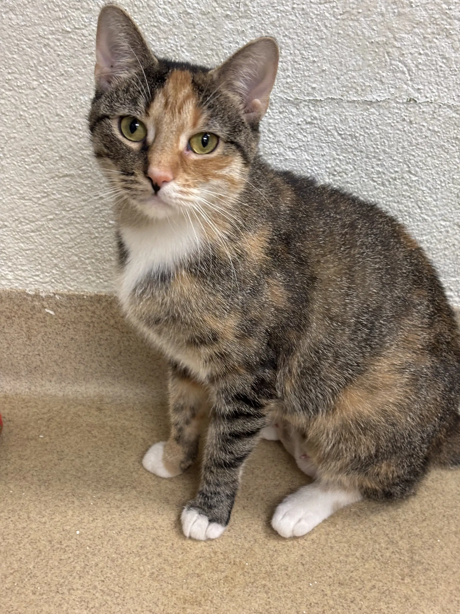Nala - Domestic Short Hair