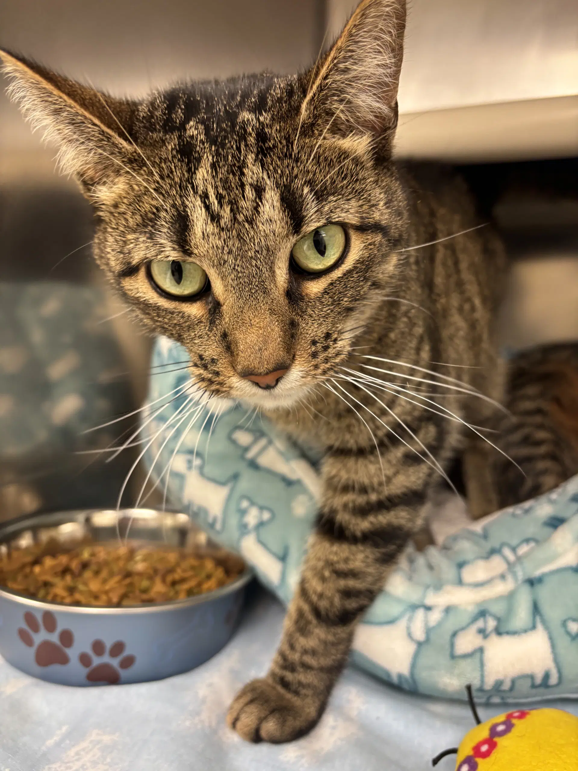 Jade- Bonded Pair - Domestic Short Hair