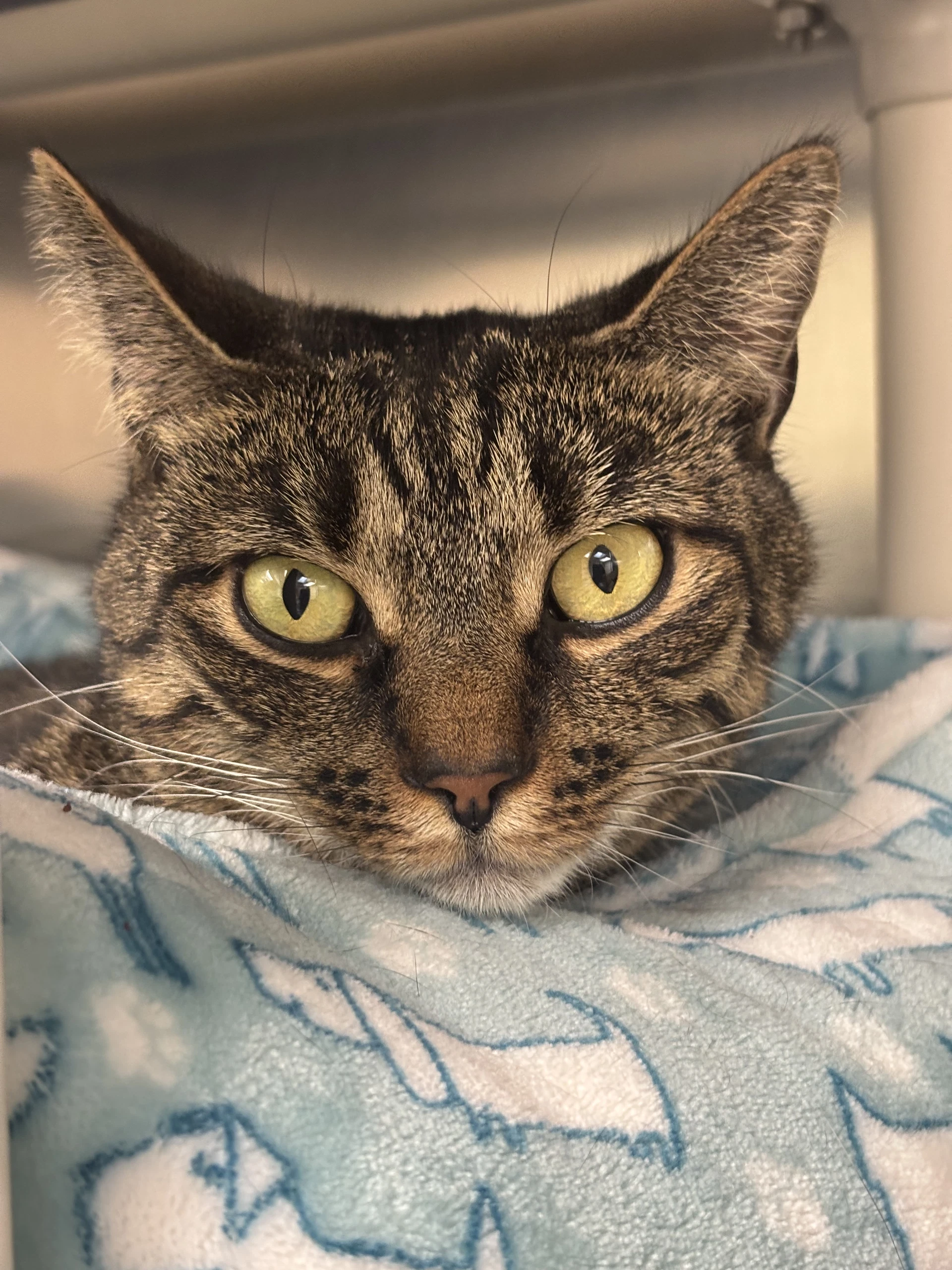 Brooklyn-Bonded Pair