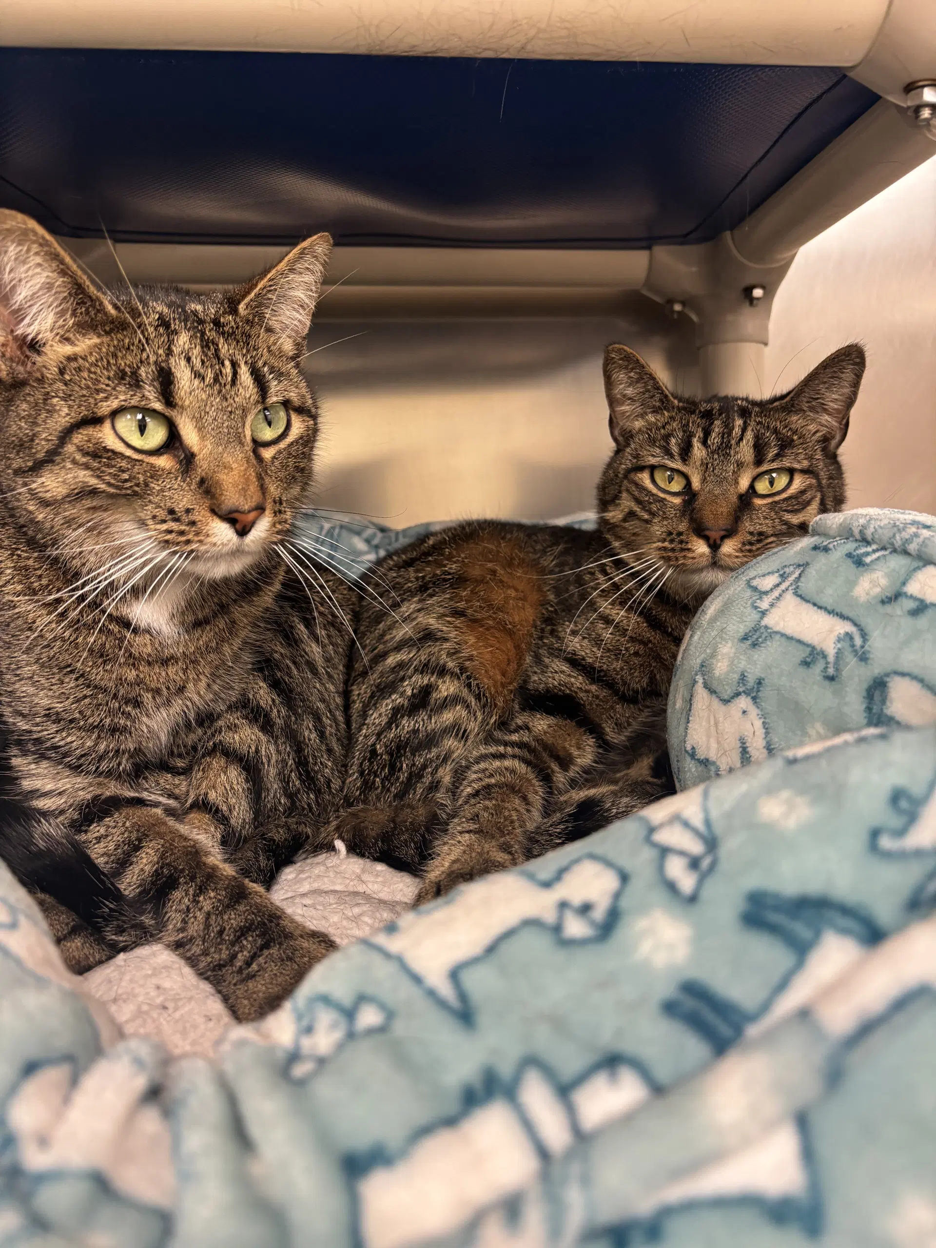 Brooklyn-Bonded Pair image 2