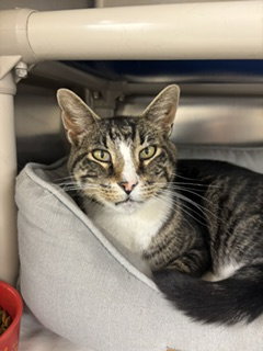 Domino, a cat for adoption from Jersey Shore Animal Center