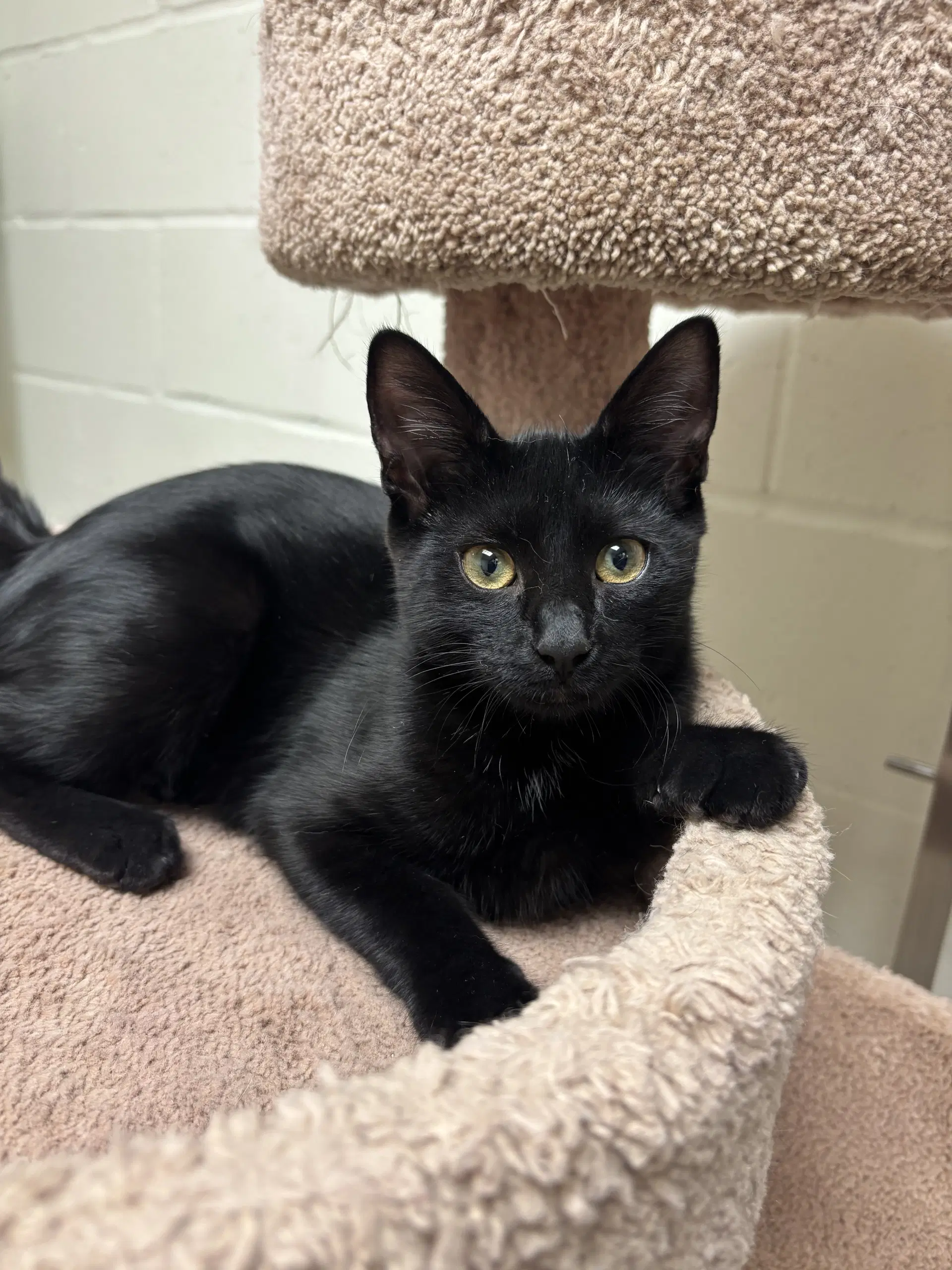 Marla - Domestic Short Hair