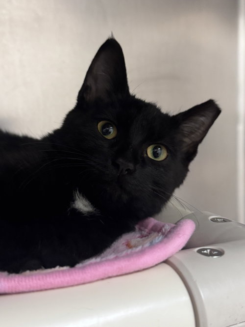 Athena, a cat for adoption from Jersey Shore Animal Center
