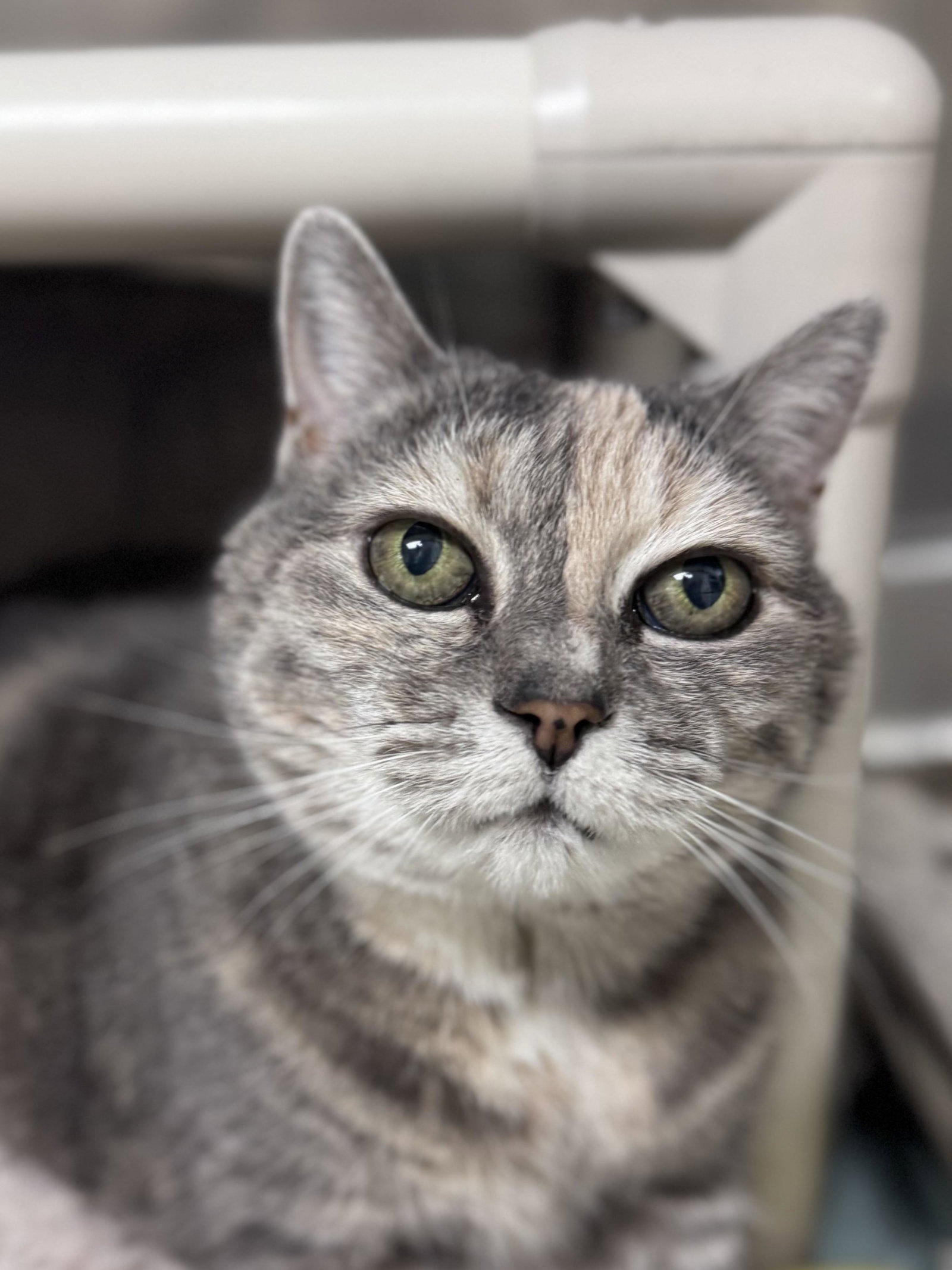 KiKi - Pending, Domestic Medium Hair