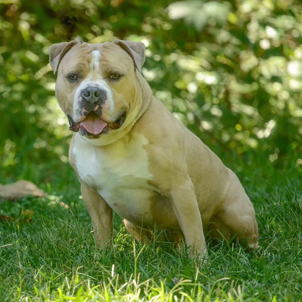Haze - Bulldog