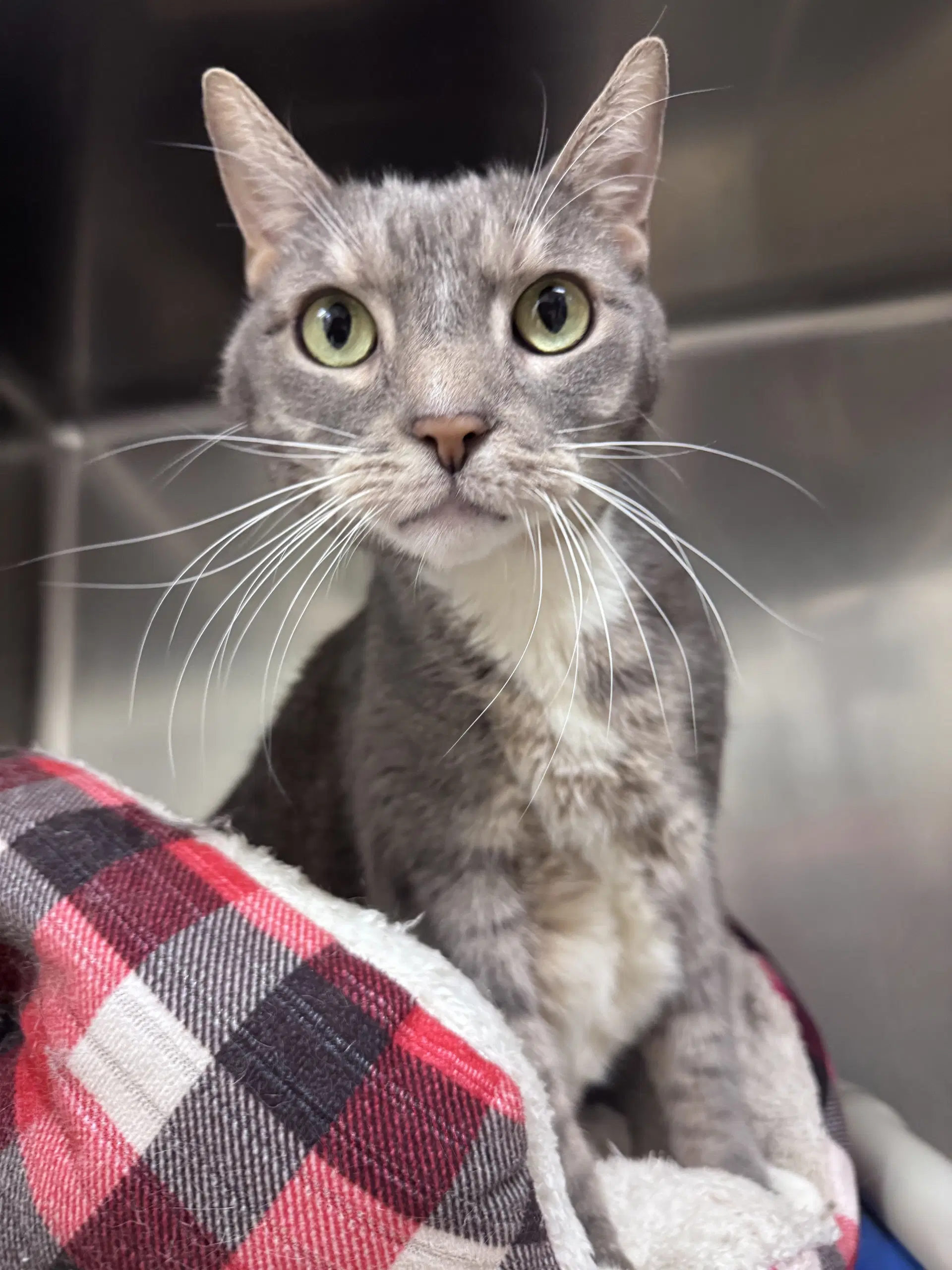 Bingo - Domestic Short Hair