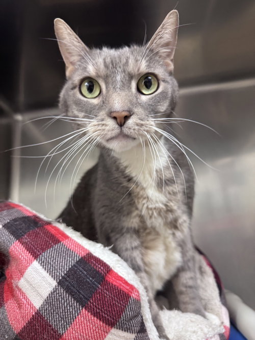 Bingo, a cat for adoption from Jersey Shore Animal Center