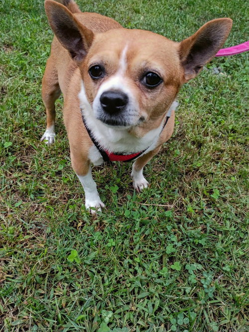 Tigger, a dog for adoption from Jersey Shore Animal Center