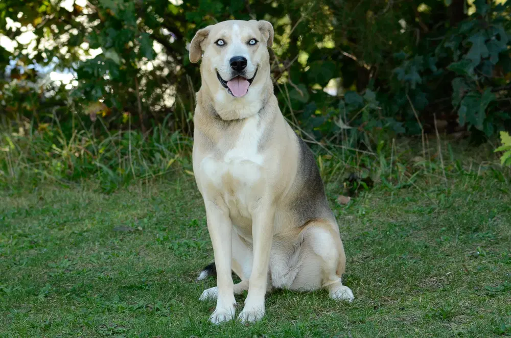 Vera - Shepherd