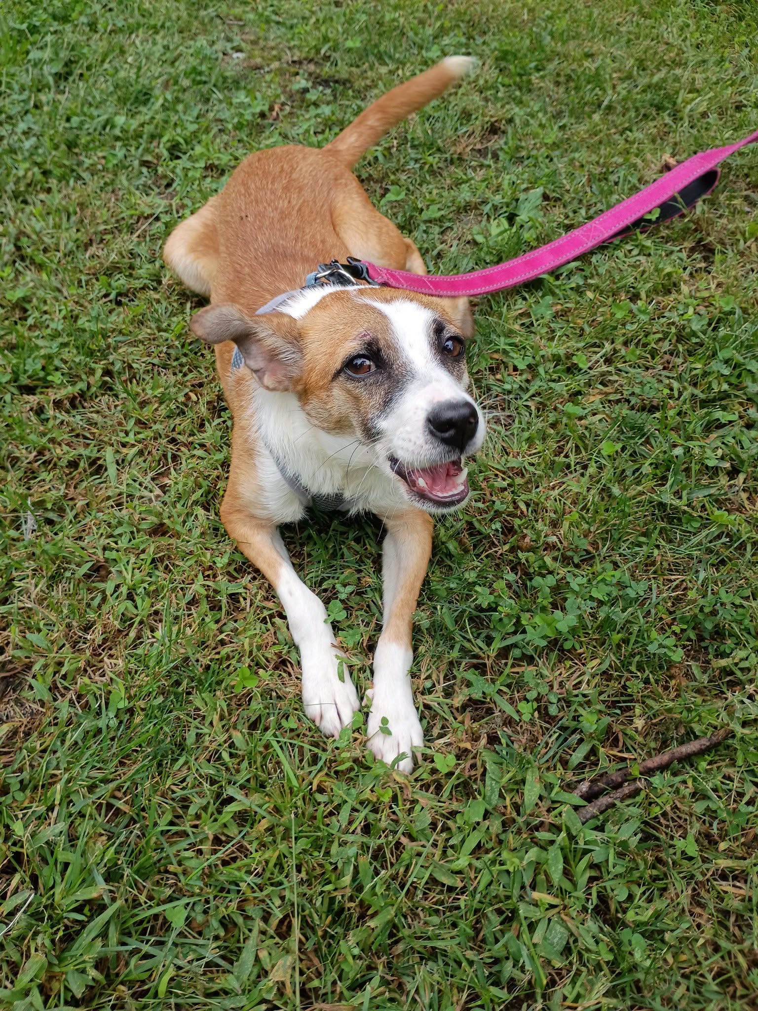 Sandy, Jack Russell Terrier