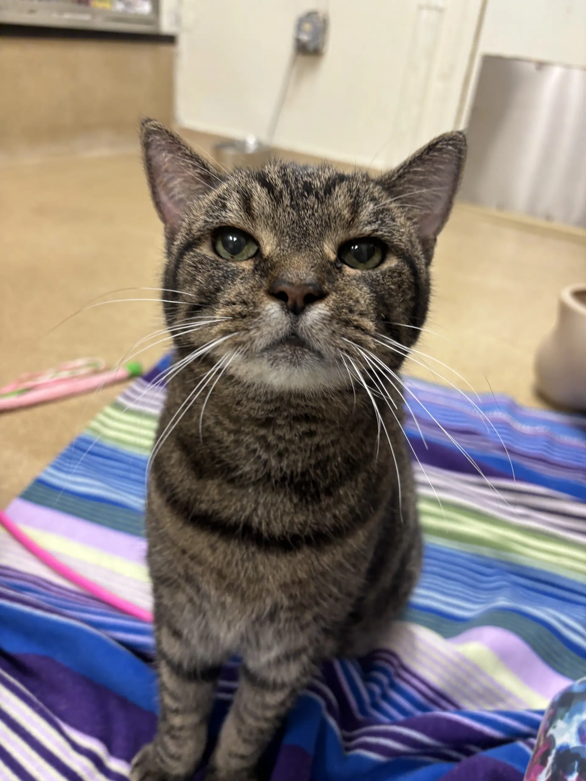 Harold - Domestic Short Hair