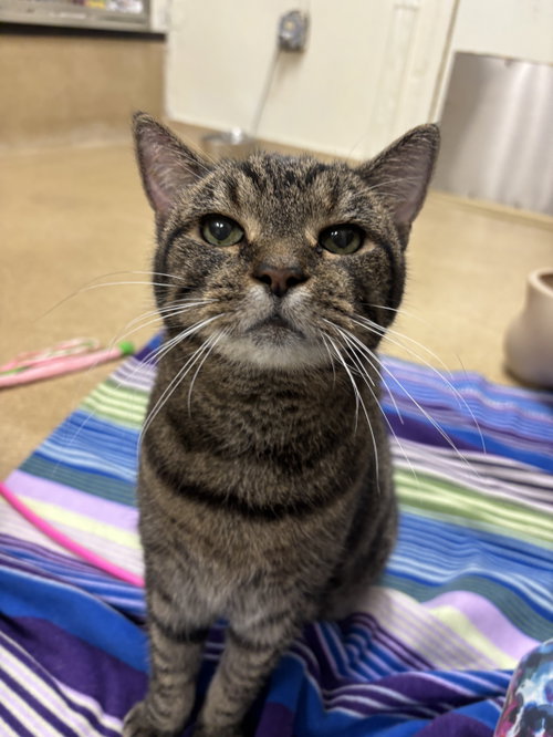 Harold, a cat for adoption from Jersey Shore Animal Center
