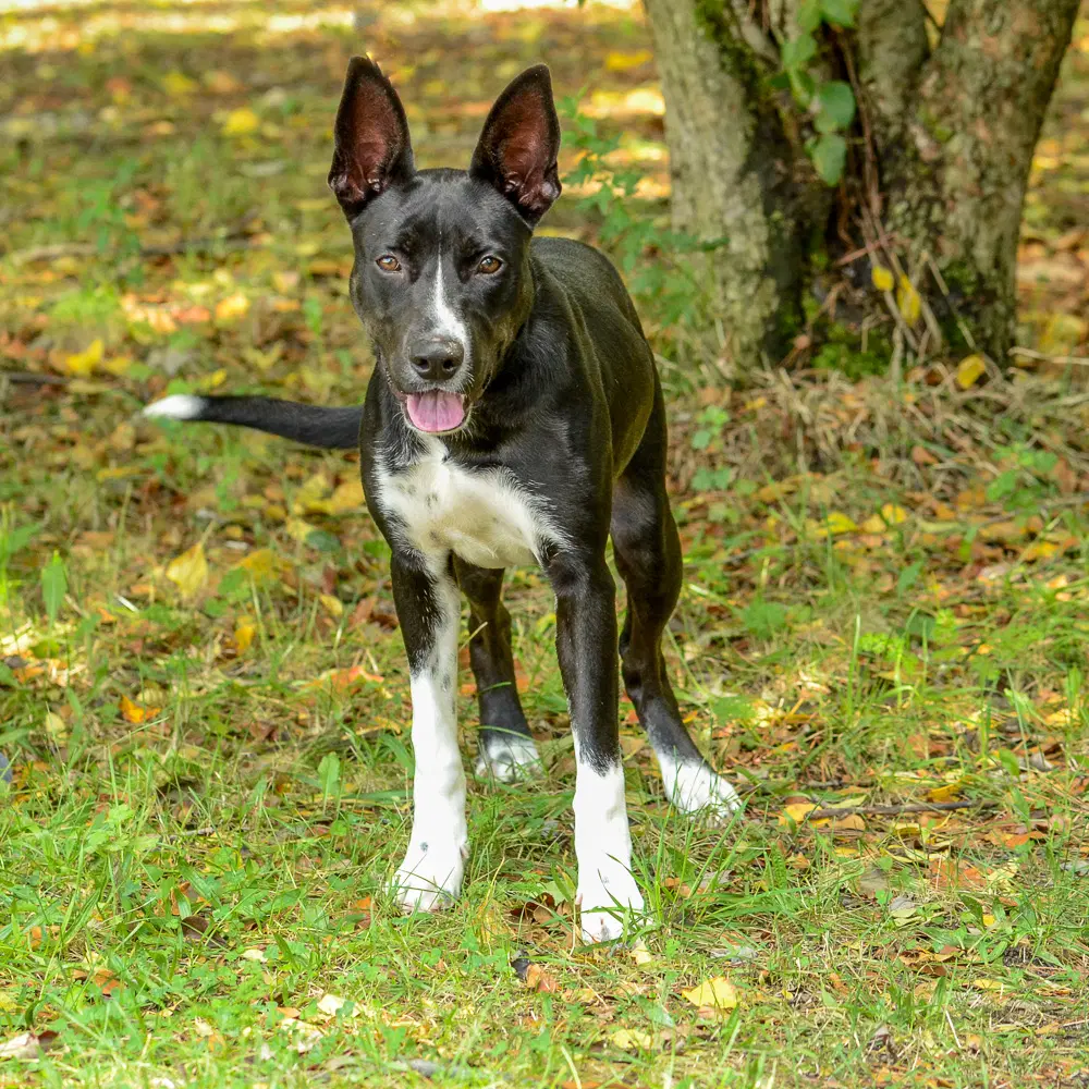 Pebbles - Border Collie