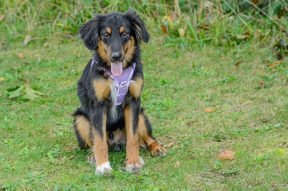 Ray - Australian Shepherd
