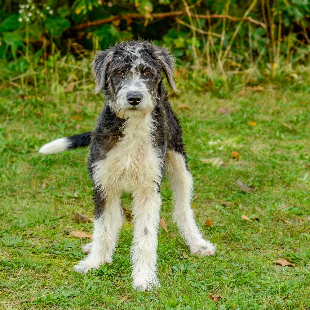 Shotzie - Poodle (unknown type)